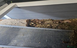 Hermann Tortoise reptiles for sale: 2 Yearling Western Hermann's Tortoises+full setup - Image 9