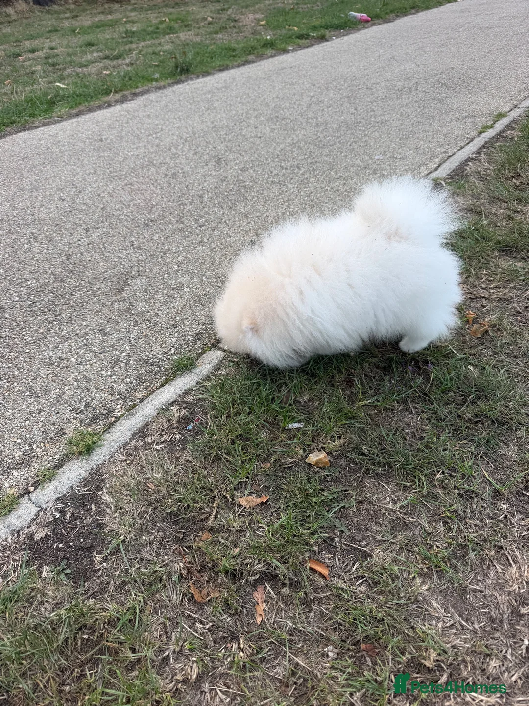 Pomeranian dogs for sale: Pomeranian  in Enfield - Advert 2