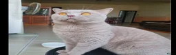 British Shorthair cats for sale: Pure British shorthair  in Welling - Advert 5