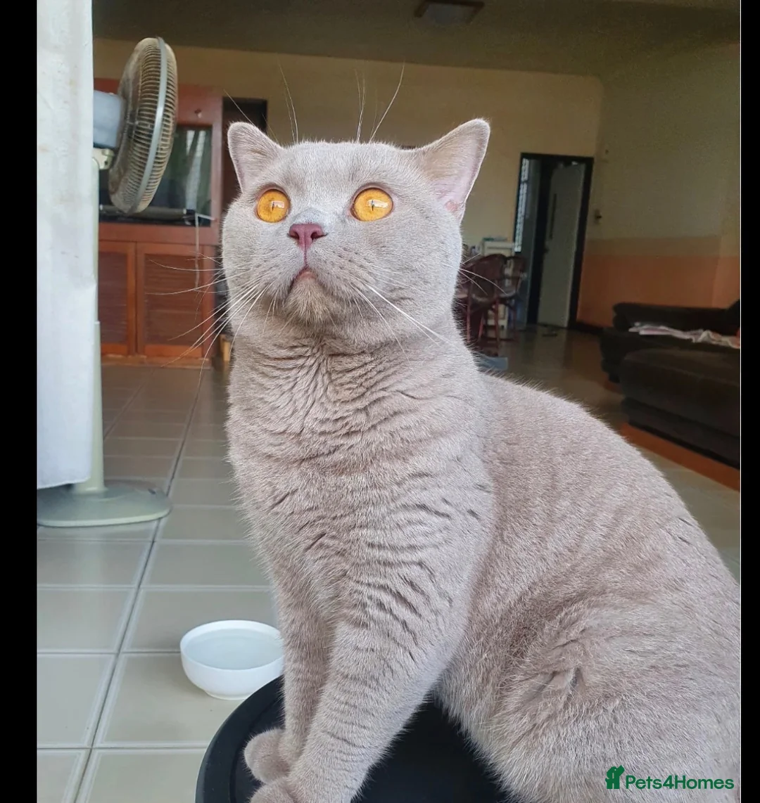 British Shorthair cats for sale: Pure British shorthair  in Welling - Advert 5