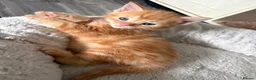 Mixed Breed cats for sale: Ready Saturday - Gorgeous Ragdoll X Ginger Kitten - Advert 4