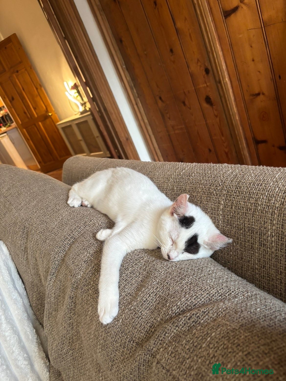 British Shorthair cats 18 week old kitten  - Advert 6