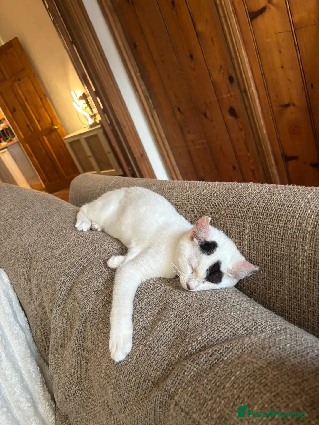 British Shorthair cats for sale: 18 week old kitten  in Evesham - Advert 1