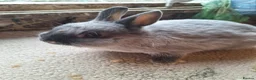 Netherland Dwarf rabbits for sale: Siamese smoke netherland dwarf  - Advert 4