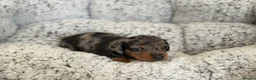 Miniature Dachshund dogs for sale: KC short haired and long haired puppies  - Advert 37