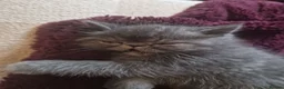 Persian cats for sale: Beautiful Persian exotics  - Advert 15