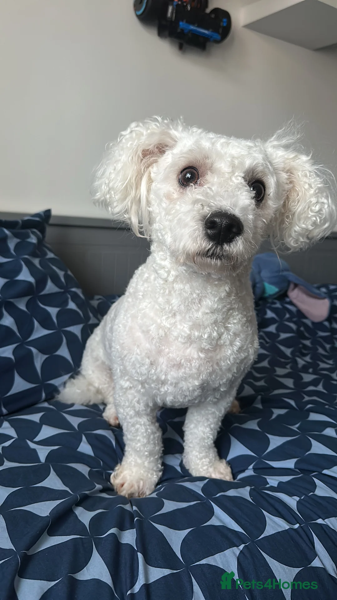 Bichon Frise dogs for sale: Rocky  in Reading - Advert 3