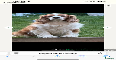 Cavalier King Charles Spaniel dogs - Advert 10