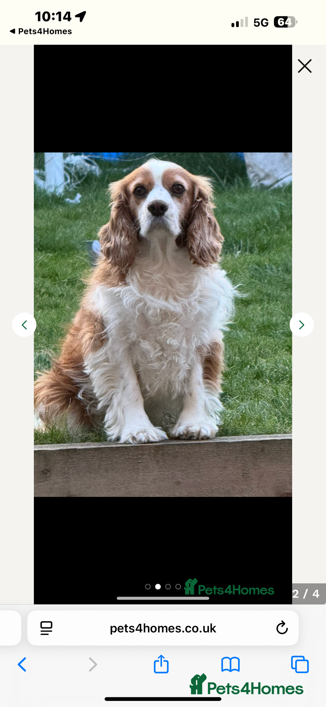 Cavalier King Charles Spaniel dogs for sale: Adorable cavaliers to be rehomed together - Image 2