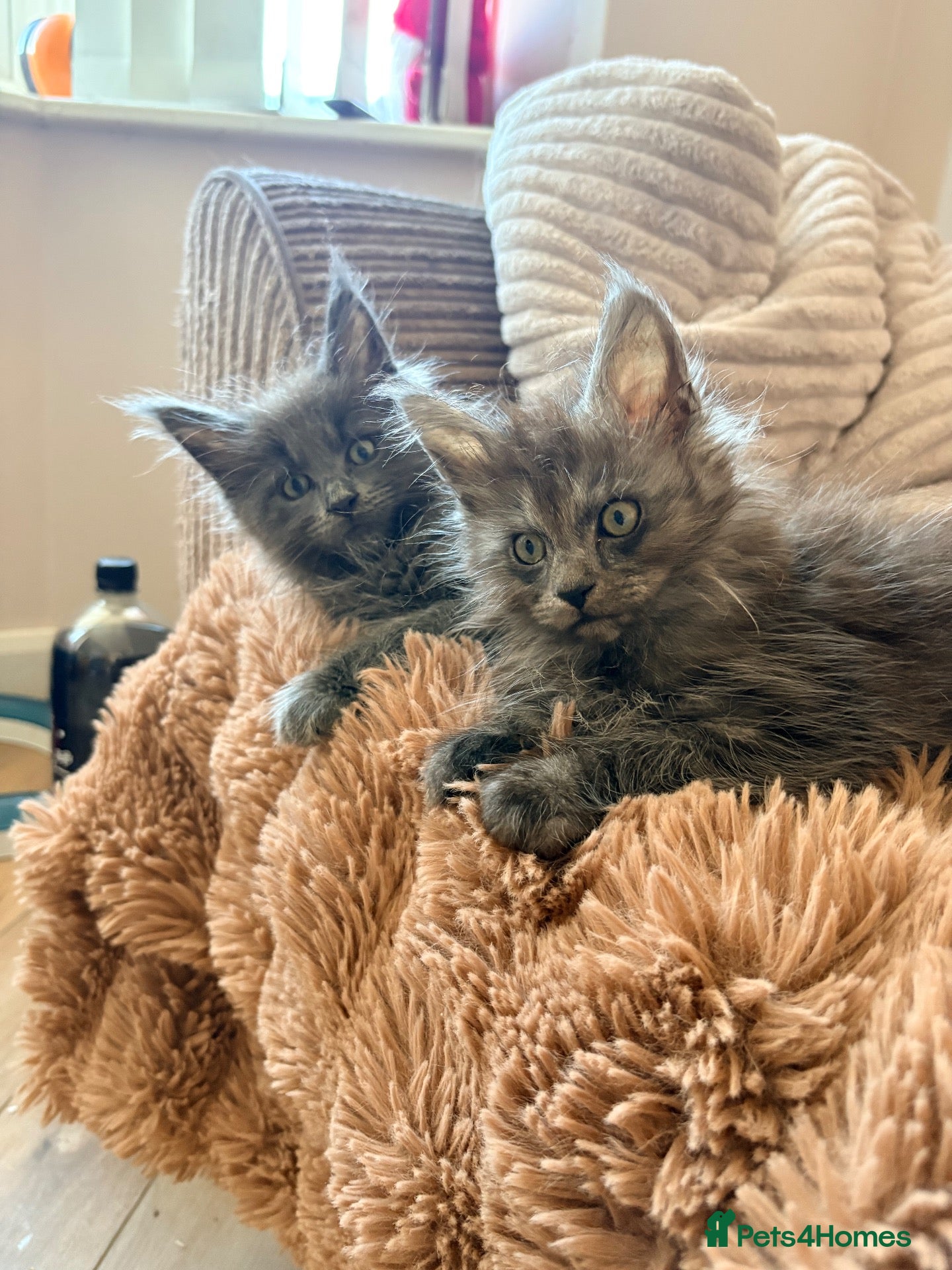 Maine Coon cats Tica registered mainecoon kittens (some polys)  - Advert 2