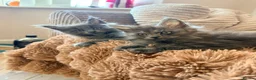 Maine Coon cats for sale: Tica registered mainecoon kittens (some polys)  - Advert 3