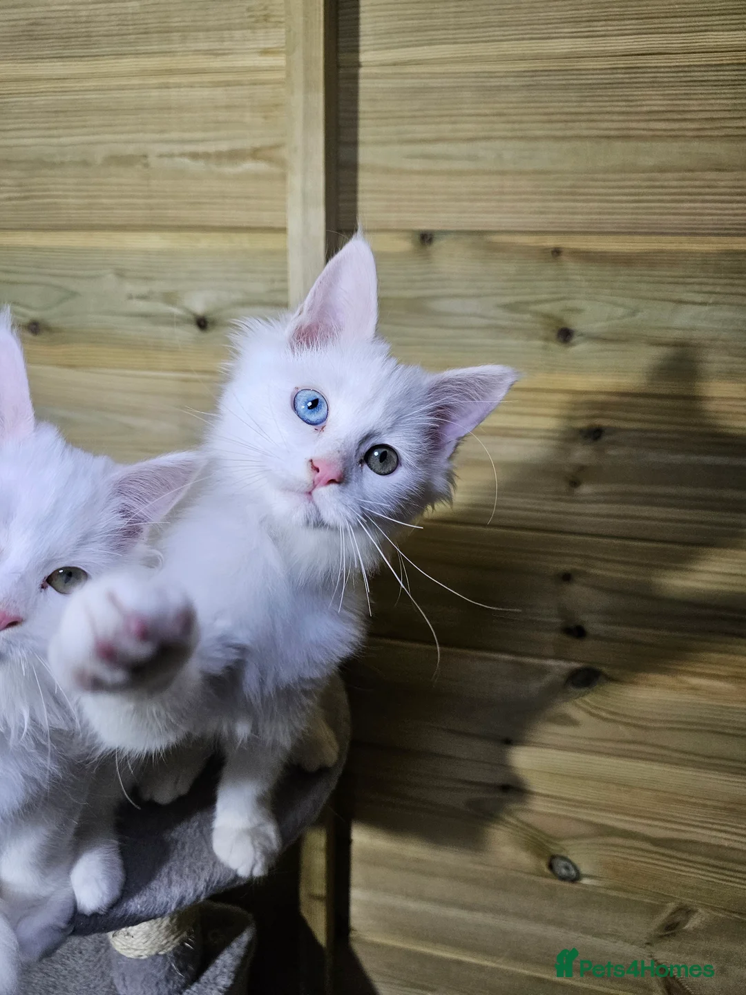 Maine Coon cats for sale: Maine coon  - Advert 9