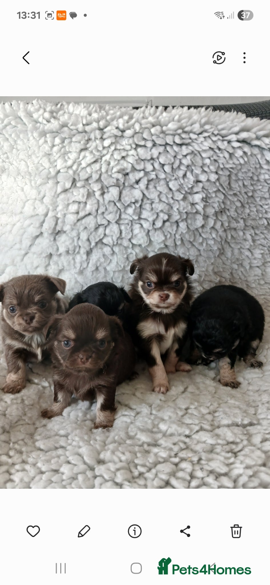 Chihuahua dogs  ❤️KC REG LONG COAT STUNNING PUPPIES❤️ - Advert 2