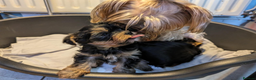 Yorkshire Terrier dogs for sale: Beautiful Yorkshire Terrier Puppies - Advert 4
