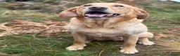 Labrador Retriever dogs for sale: SHAEDS OF YELLOW TO FOXRED - Advert 21