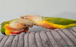 Conures birds for sale: Beautiful fully hand reared conure baby's  - Image 19