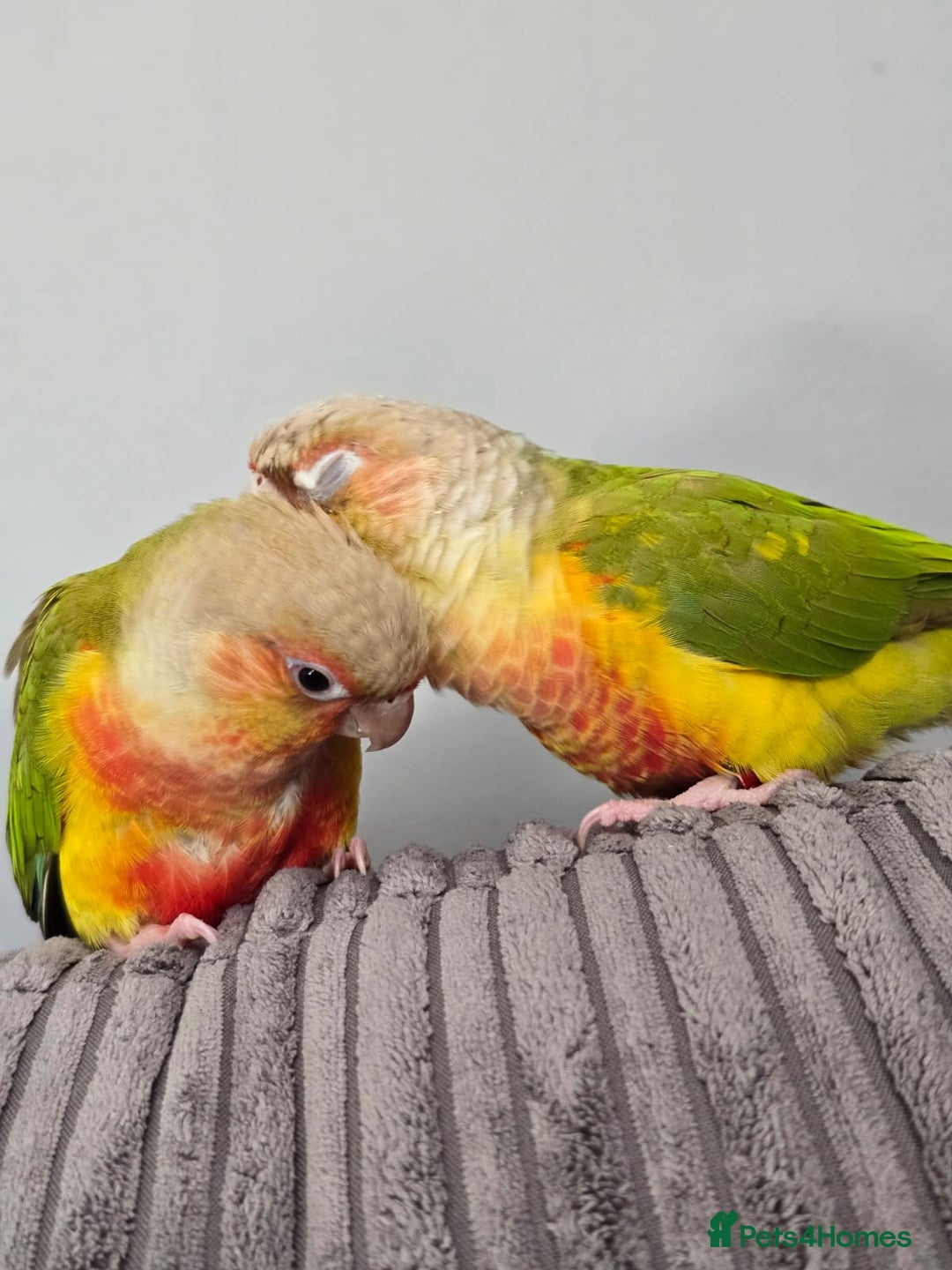 Conures birds for sale: Beautiful fully hand reared conure baby's  - Image 19