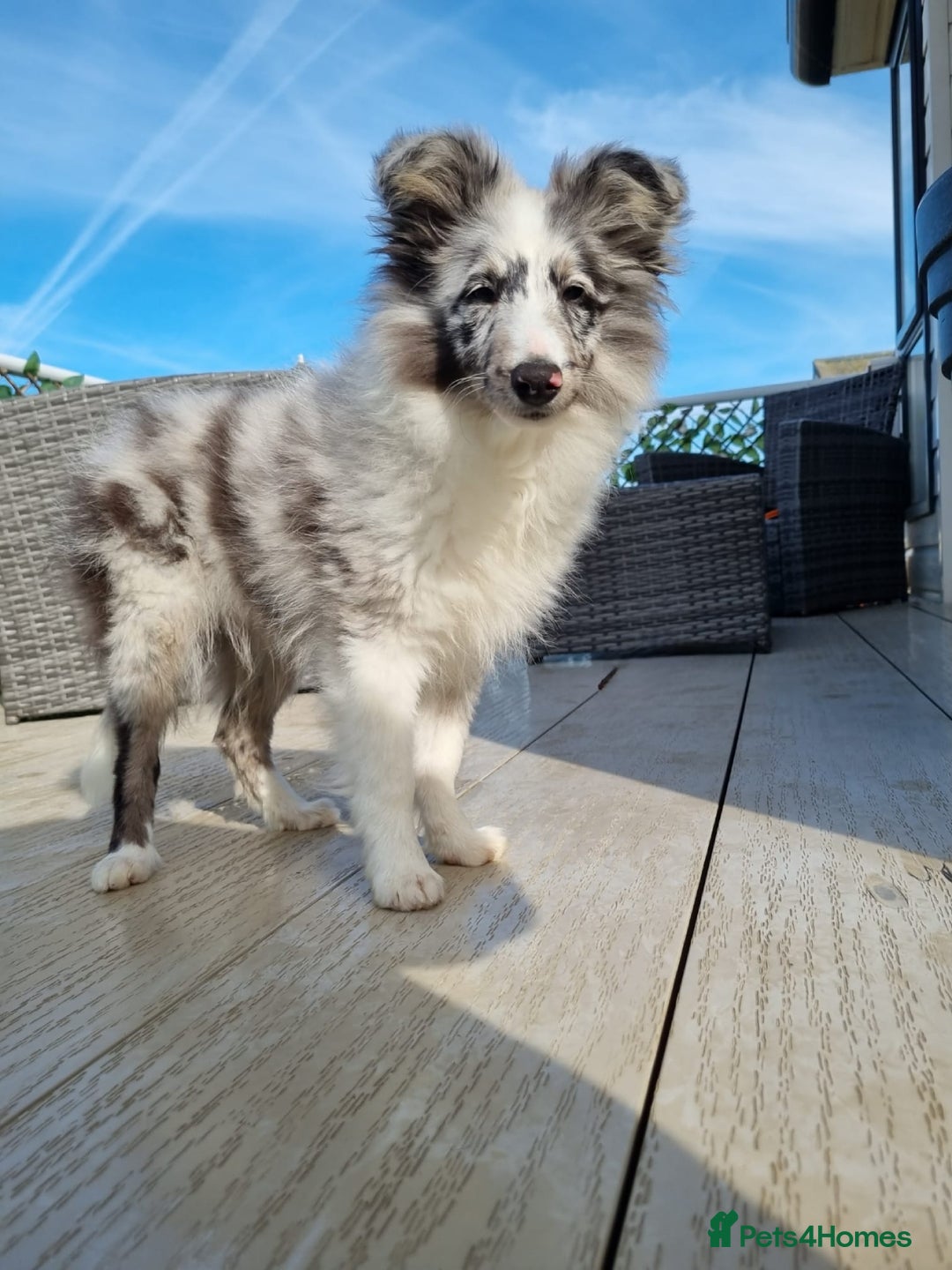 Shetland Sheepdog dogs for stud:  Bi Blue - STUD ONLY!  - Advert 3