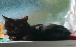 Mixed Breed cats for sale: Looking for new home - Advert 1