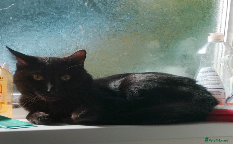 Mixed Breed cats Looking for new home - Advert 1