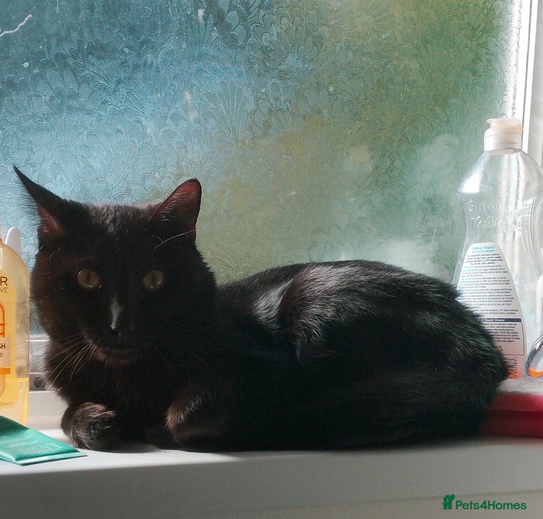 Mixed Breed cats for sale: Looking for new home - Advert 1