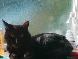 Mixed Breed cats for sale: Looking for new home - Advert 1