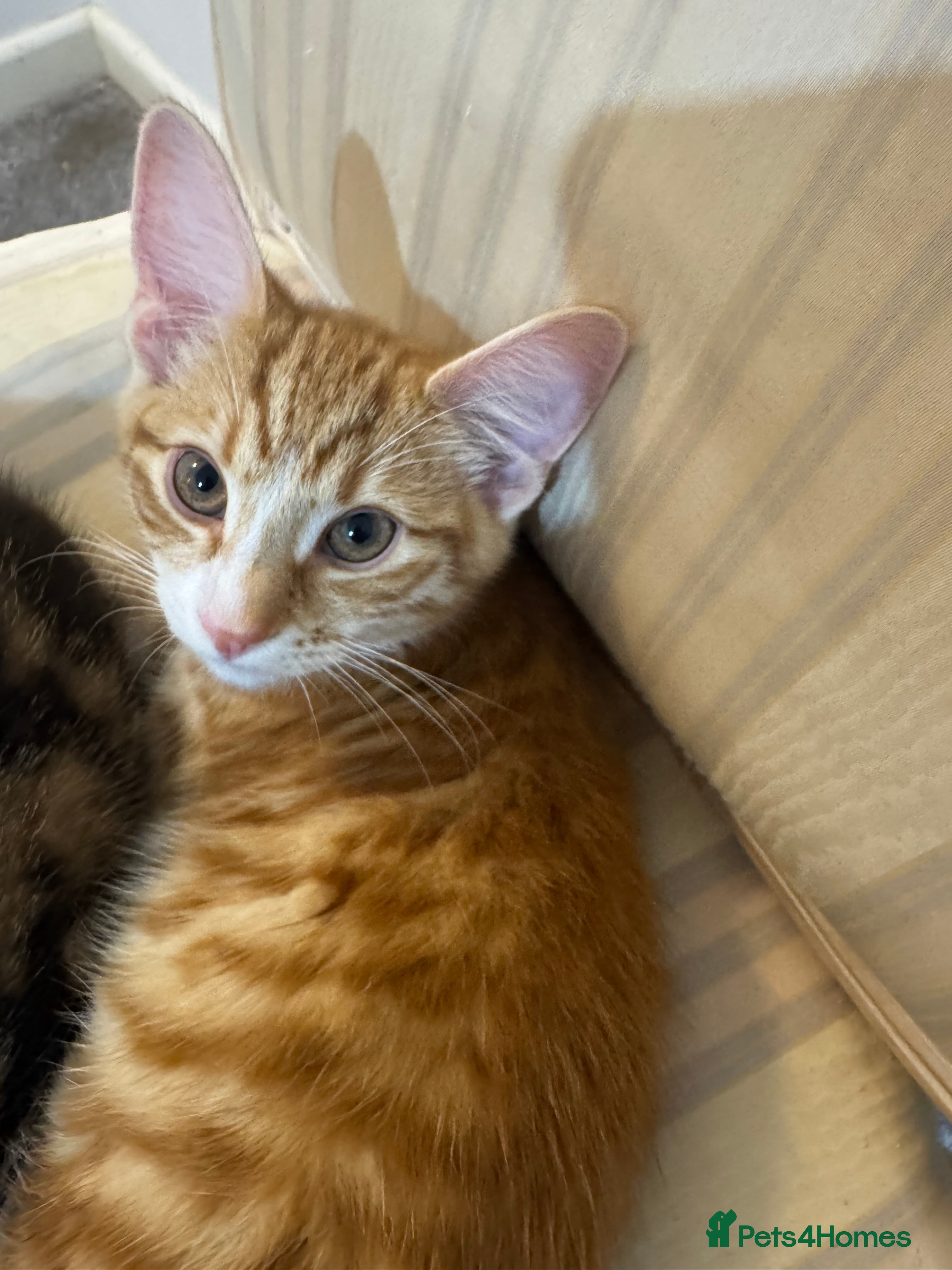 British Shorthair cats Kittens for Sale – Ready for Loving Homes! 🐾 - Advert 3