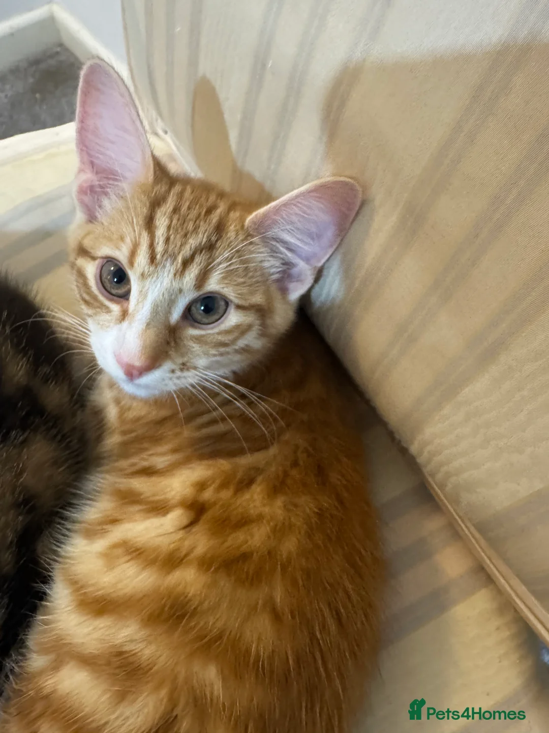 British Shorthair cats for sale: Kittens for Sale – Ready for Loving Homes! 🐾 in Manchester - Advert 1