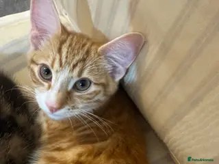 British Shorthair cats Kittens for Sale – Ready for Loving Homes! 🐾 - Advert 3