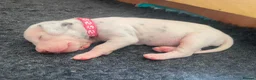 Dalmatian dogs for sale: Exceptional KC Liver Spotted Dalmatian Puppies in Worcester - Advert 17