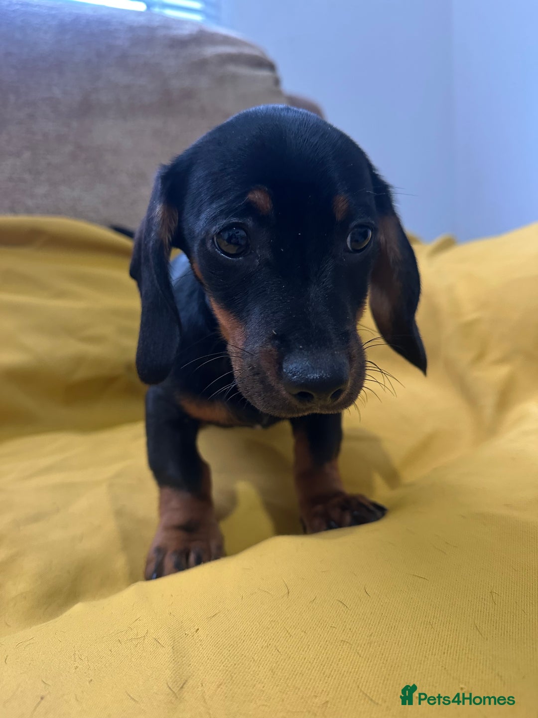 Dachshund dogs for sale: 3 Male Dachshund puppies - Advert 7