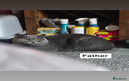 British Shorthair cats for sale: Gorgeous British Shorthair Kittens Chunky, Loving  - Image 21