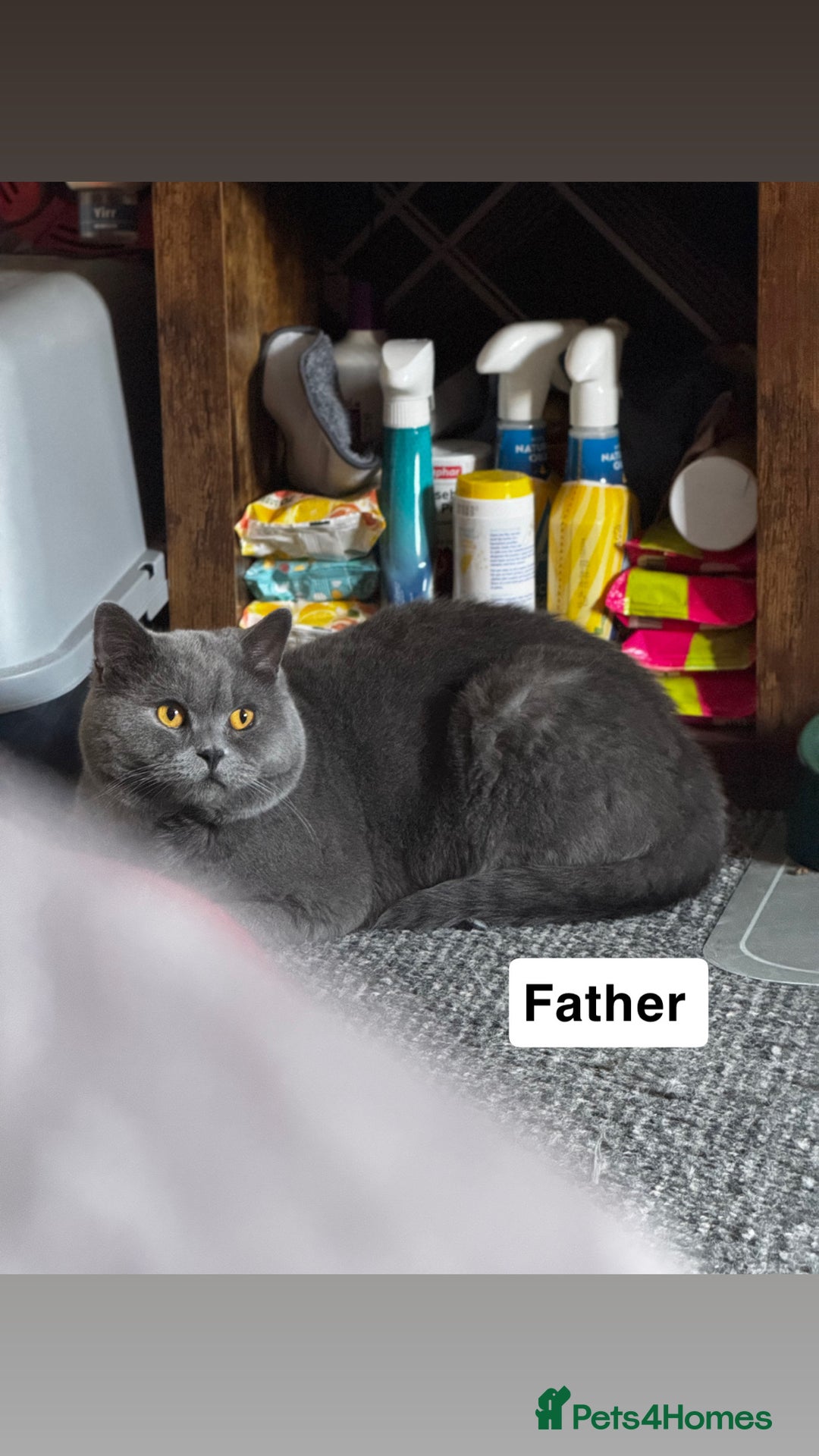 British Shorthair cats for sale: Gorgeous British Shorthair Kittens Chunky, Loving  - Image 21