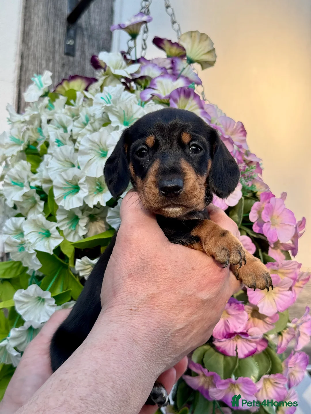 Miniature Dachshund dogs for sale: 7 kc reg dna tested mini dachshund puppies  - Advert 10