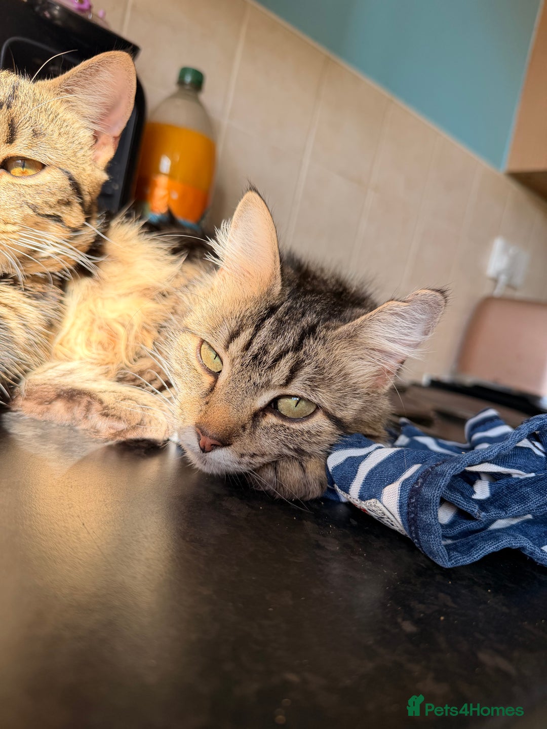 British Shorthair cats for sale: 2 beautiful male kittens for sale  - Image 3