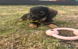 Miniature Dachshund dogs for sale: Miniature Wire Haired Dachshund Puppies - Image 15