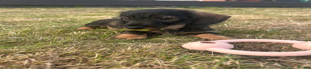 Miniature Dachshund Puppy 4