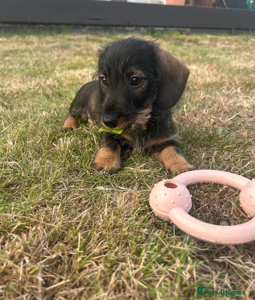 Miniature Dachshund dogs for sale: Miniature Wire Haired Dachshund Puppies - Image 15