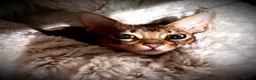 Abyssinian cats for sale: Champion line  - Advert 18