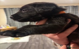 Mixed Breed dogs for sale: Lab/cockapoo cross - Image 2