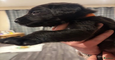 Mixed Breed dogs - Advert 2