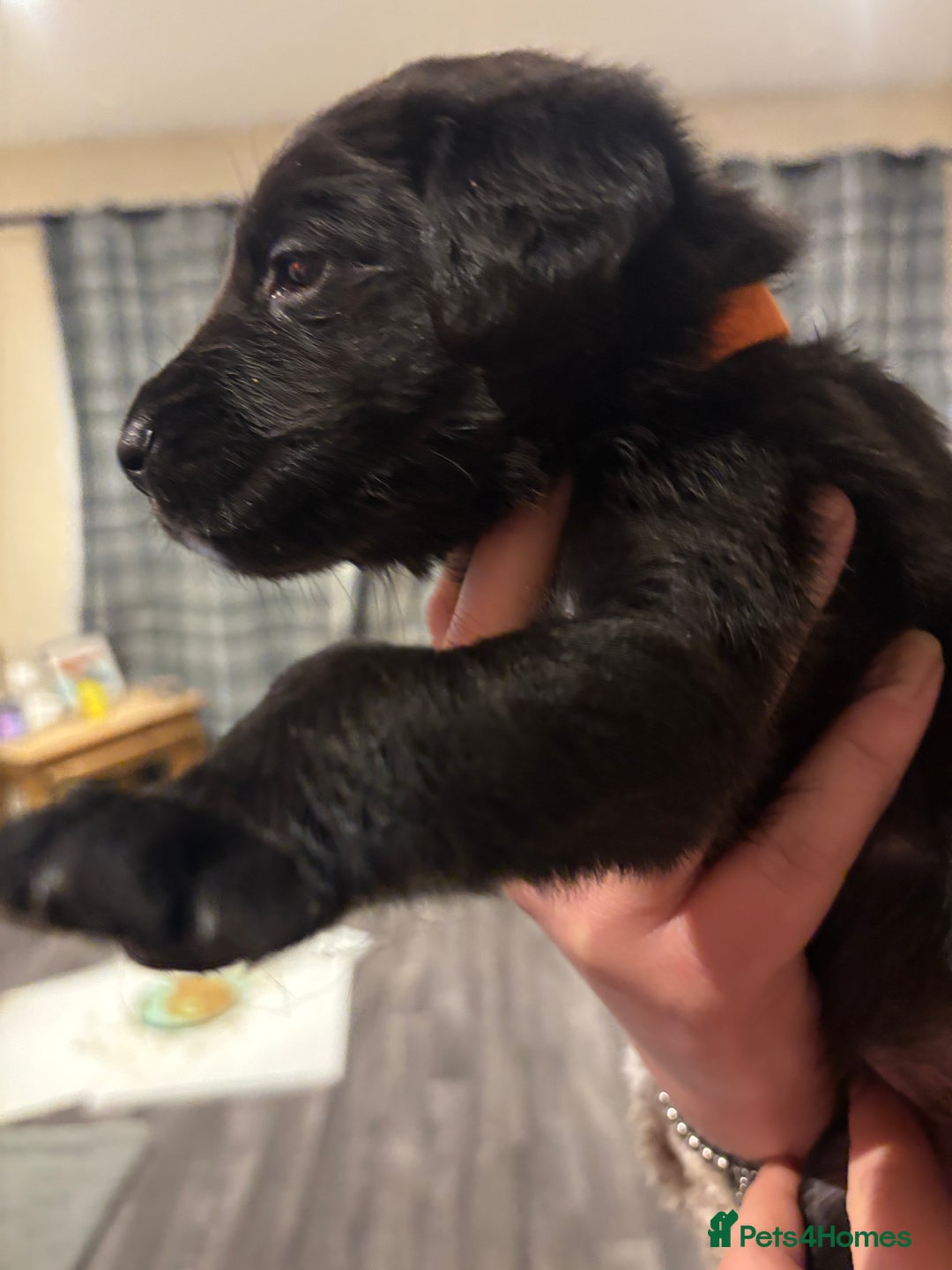 Mixed Breed dogs for sale: Lab/cockapoo cross - Image 2