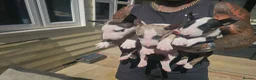 English Bull Terrier dogs for sale: English bullterrier pups for sale - Advert 13