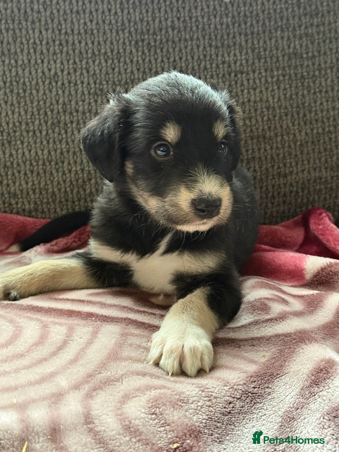 Lurcher dogs for sale: Beautiful woolly coated lurcher pups  - Advert 21