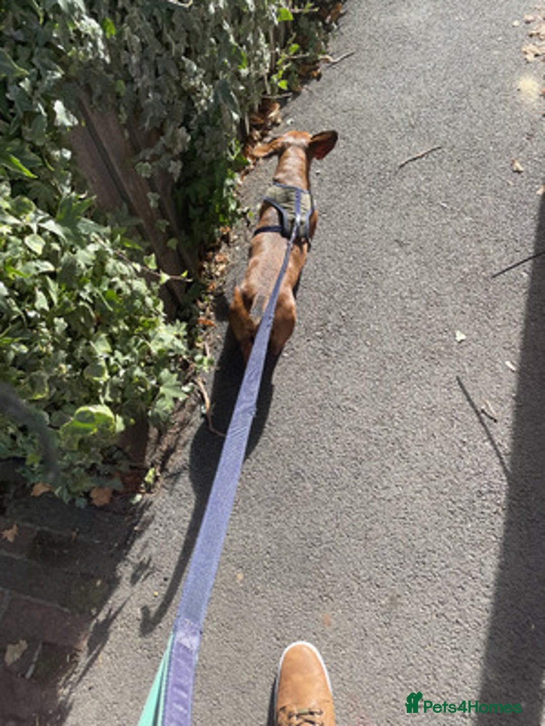 Miniature Dachshund dogs for sale: Nice Miniature Dachshund - Advert 4