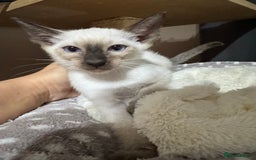 Siamese cats for sale: 1 cute Siamese girl available now-fully vaccinated - Image 13