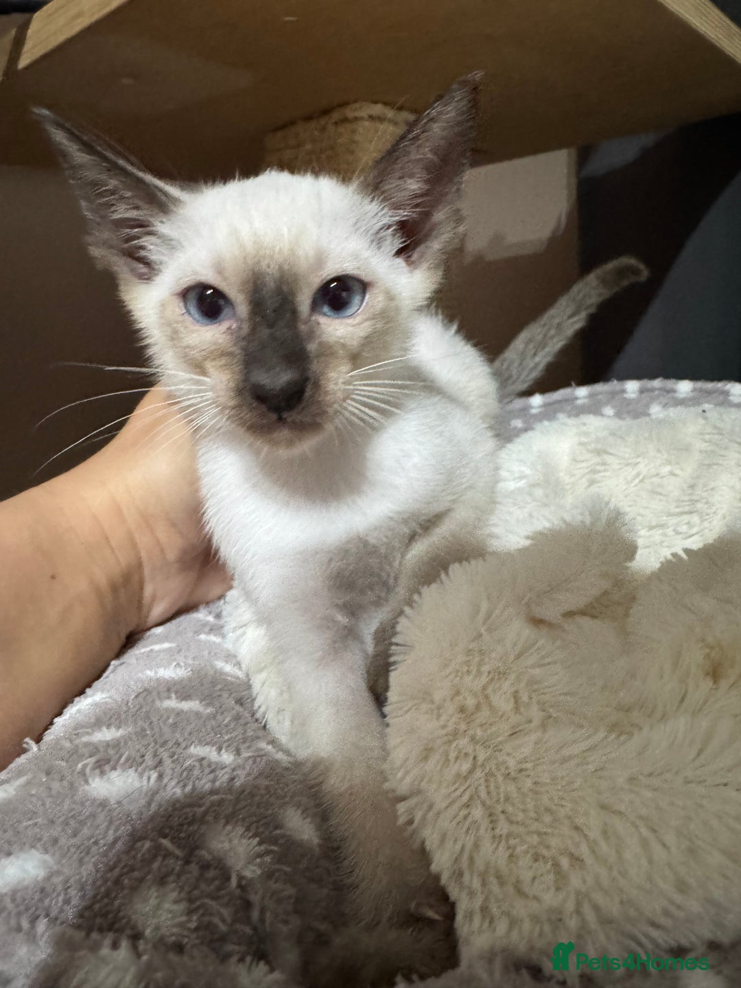 Siamese cats for sale: 1 cute Siamese girl available now-fully vaccinated - Image 13