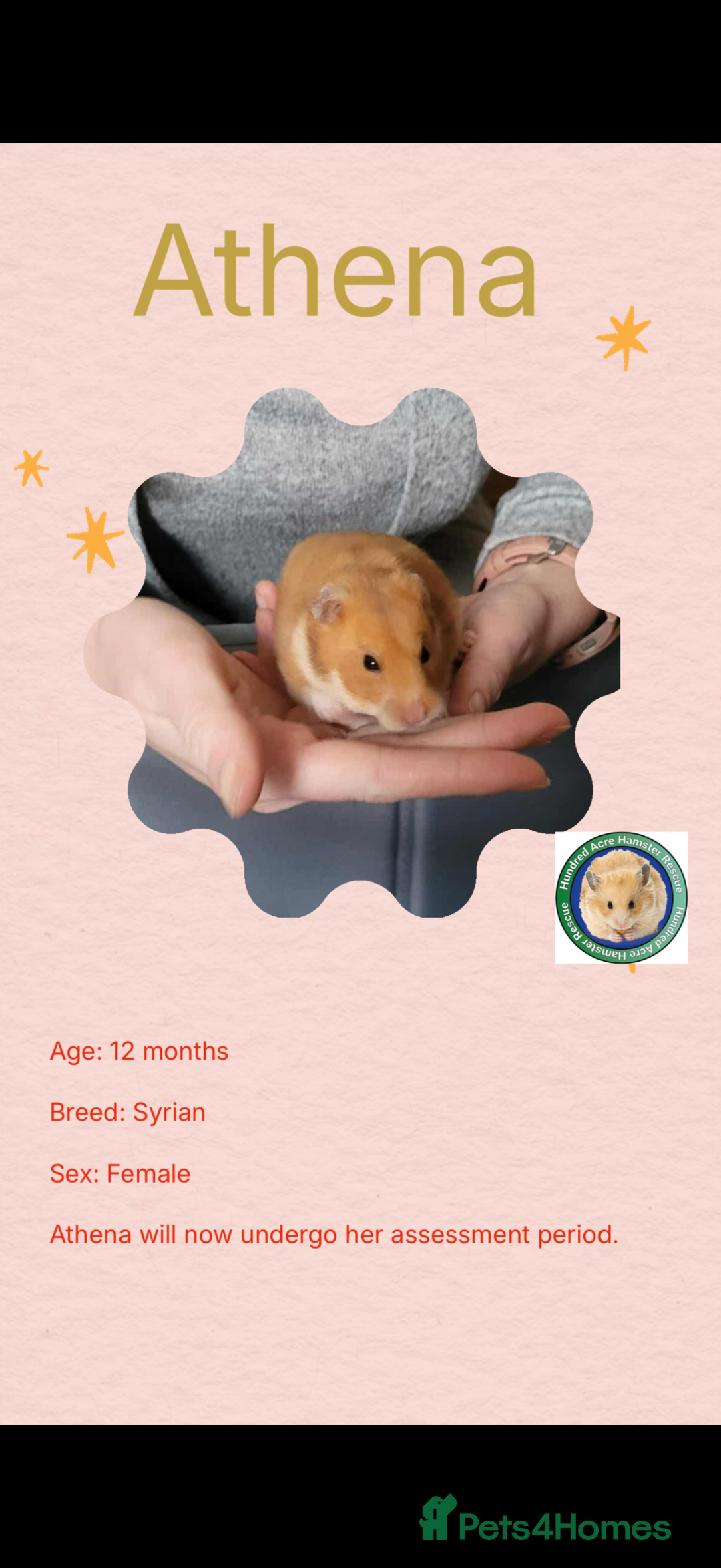 Hamster rodents for sale: Hamsters  - Advert 9