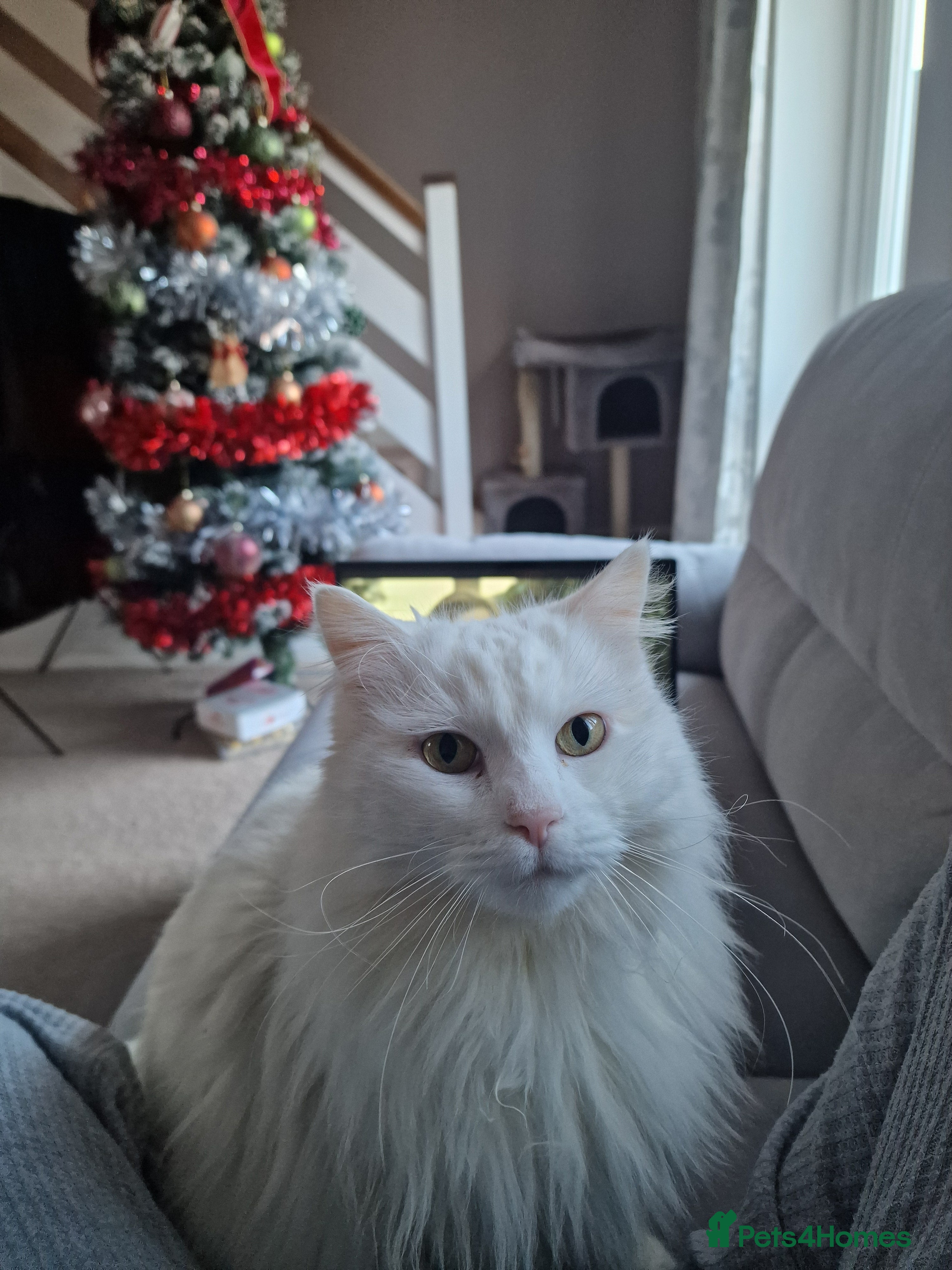 Mixed Breed cats Adult Female looking for a new home - Advert 1