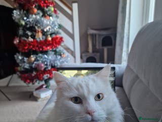 Mixed Breed cats Adult Female looking for a new home - Advert 7